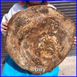 43.56LB Large Natural Petrified Wood Crystal Fossil Slice Shape Specimen Healing
