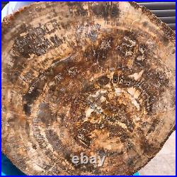 43.56LB Large Natural Petrified Wood Crystal Fossil Slice Shape Specimen Healing
