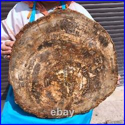 43.56LB Large Natural Petrified Wood Crystal Fossil Slice Shape Specimen Healing