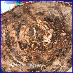 43.56LB Large Natural Petrified Wood Crystal Fossil Slice Shape Specimen Healing