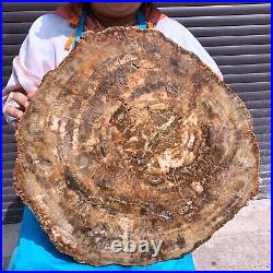 43.56LB Large Natural Petrified Wood Crystal Fossil Slice Shape Specimen Healing