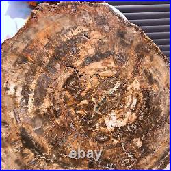 43.56LB Large Natural Petrified Wood Crystal Fossil Slice Shape Specimen Healing