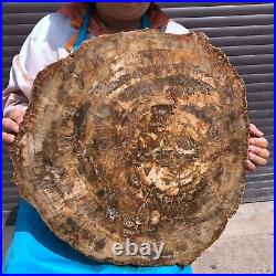43.56LB Large Natural Petrified Wood Crystal Fossil Slice Shape Specimen Healing