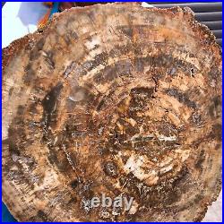 43.56LB Large Natural Petrified Wood Crystal Fossil Slice Shape Specimen Healing