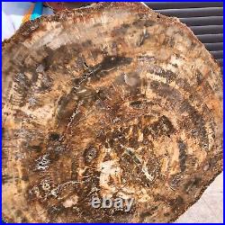 43.56LB Large Natural Petrified Wood Crystal Fossil Slice Shape Specimen Healing