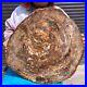 43_56LB_Natural_petrified_wood_fossil_crystal_polished_slice_Madagascar_1978_01_nt