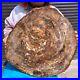 43_56LB_Natural_petrified_wood_fossil_crystal_polished_slice_Madagascar_1978_01_psn