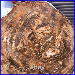 43.56LB Natural petrified wood fossil crystal polished slice Madagascar 1978 43.56LB Natural petrified wood fossil crystal polished slice Madagascar 1978