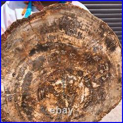 43.56LB Natural petrified wood fossil crystal polished slice Madagascar 1978 43.56LB Natural petrified wood fossil crystal polished slice Madagascar 1978