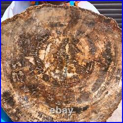43.56LB Natural petrified wood fossil crystal polished slice Madagascar 1978 43.56LB Natural petrified wood fossil crystal polished slice Madagascar 1978