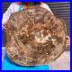 44LB_Natural_Petrified_Wood_Slab_Fossilized_Wood_Slice_Crystal_Gem_Specimen_01_weg