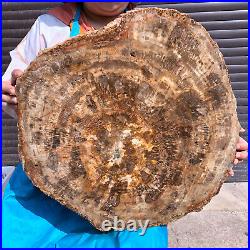 44LB Natural Petrified Wood Slice Real Authentic Piece History Fossil 1972 44LB Natural Petrified Wood Slice Real Authentic Piece History Fossil 1972