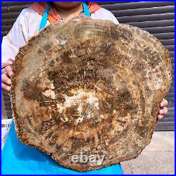 44LB Natural Petrified Wood Slice Real Authentic Piece History Fossil 1972 44LB Natural Petrified Wood Slice Real Authentic Piece History Fossil 1972