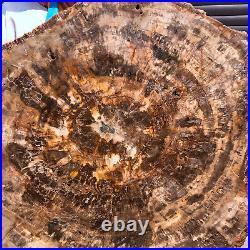 44LB Natural Petrified Wood Slice Real Authentic Piece History Fossil 1972 44LB Natural Petrified Wood Slice Real Authentic Piece History Fossil 1972