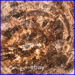 44LB Natural Petrified Wood Slice Real Authentic Piece History Fossil 1972 44LB Natural Petrified Wood Slice Real Authentic Piece History Fossil 1972