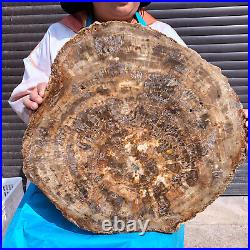 44LB Natural Petrified Wood Slice Real Authentic Piece History Fossil 1972 44LB Natural Petrified Wood Slice Real Authentic Piece History Fossil 1972