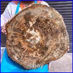 44LB Natural petrified wood fossil crystal polished slice Madagascar 1972