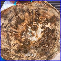 44LB Natural petrified wood fossil crystal polished slice Madagascar 1972