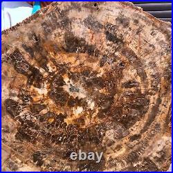 44LB Natural petrified wood fossil crystal polished slice Madagascar 1972