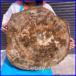 44LB Natural petrified wood fossil crystal polished slice Madagascar 1972