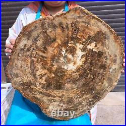 44LB Natural petrified wood fossil crystal polished slice Madagascar 1972