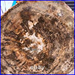 44LB Natural petrified wood fossil crystal polished slice Madagascar 1972