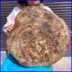 44LB Natural petrified wood fossil crystal polished slice Madagascar 1972