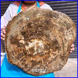 44LB Natural petrified wood fossil crystal polished slice Madagascar 1972