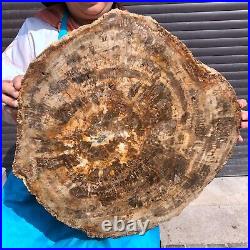 44LB Natural petrified wood fossil crystal polished slice Madagascar 1972