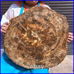 44LB Natural petrified wood fossil crystal polished slice Madagascar 1972