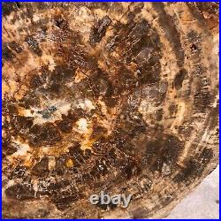 44LB Natural petrified wood fossil crystal polished slice Madagascar 1972