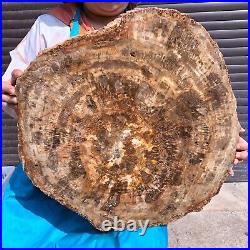 44LB Natural petrified wood fossil crystal polished slice Madagascar 1972