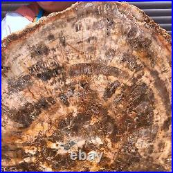 44LB Natural petrified wood fossil crystal polished slice Madagascar 1972