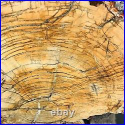 4520g Natural Petrified Wood Fossil Crystal Polished Slice Madagascar