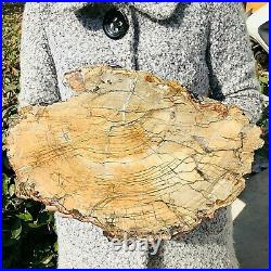 4520g Natural Petrified Wood Fossil Crystal Polished Slice Madagascar