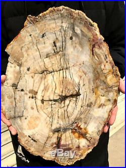4590g COLORFUL RAINBOW FANTASTIC Madagascar Petrified Wood Round Slab Bark #DMH7