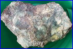 45 MYA Forest Partial Leaf Fossil & Petrified Wood-Sister to Museum Piece
