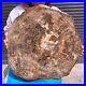 46_2LB_Natural_Petrified_Wood_Fossil_Crystal_Polished_Slice_Madagascar_01_wrxv