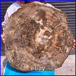 46.2LB Natural Petrified Wood Fossil Crystal Polished Slice- Madagascar