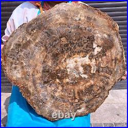 46.2LB Natural Petrified Wood Fossil Crystal Polished Slice- Madagascar