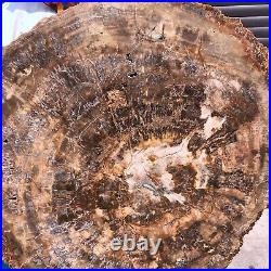 46.2LB Natural Petrified Wood Fossil Crystal Polished Slice- Madagascar