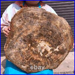 46.2LB Natural Petrified Wood Fossil Crystal Polished Slice- Madagascar