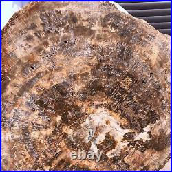 46.2LB Natural Petrified Wood Fossil Crystal Polished Slice- Madagascar