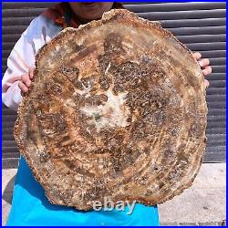 46.2LB Natural Petrified Wood Fossil Crystal Polished Slice- Madagascar