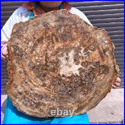 46.2LB Natural Petrified Wood Fossil Crystal Polished Slice- Madagascar