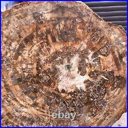 46.2LB Natural Petrified Wood Fossil Crystal Polished Slice- Madagascar