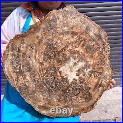 46.2LB Natural Petrified Wood Fossil Crystal Polished Slice- Madagascar