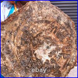 46.2LB Natural Petrified Wood Fossil Crystal Polished Slice- Madagascar