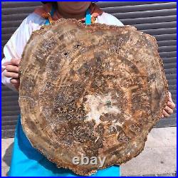 46.2LB Natural Petrified Wood Fossil Crystal Polished Slice- Madagascar