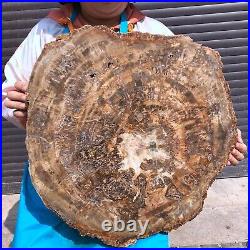 46.2LB Natural Petrified Wood Fossil Crystal Polished Slice- Madagascar